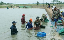 Thành tỉ phú nhờ nuôi tôm