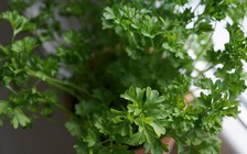 Lợi ích tuyệt vời của rau mùi tây đối với thận