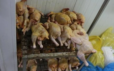 Chiến dịch truy quét thực phẩm giả toàn cầu