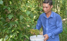 Trồng tiêu 'ôm gốc tràm'