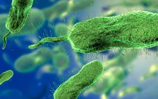 Chết sau 2 ngày đi tắm biển do nhiễm vi khuẩn 'ăn thịt người'