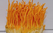 Đông trùng hạ thảo có thể giúp ngăn ngừa gan nhiễm mỡ?