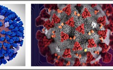 Mô phỏng khổng lồ virus gây dịch Covid-19 hoàn thành trên siêu máy tính Frontera