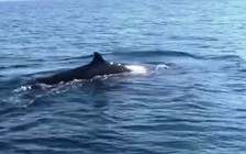 Cá voi dài hơn 4 m xuất hiện ở vùng biển Cù Lao Chàm