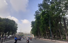 Sài Gòn đếm tuổi hàng cây...