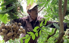 Ngay trong đại dịch Covid-19, xuất sang Mỹ 2.000 tấn trái cây Việt