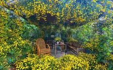 Người phụ nữ với vườn hoa 'độc nhất' trên sân thượng 200 mét vuông giữa thành phố