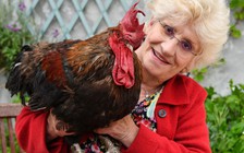 Chuyện đó đây: Kiện gà gáy sẽ vô hiệu ở nông thôn Pháp