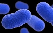 Báo động bùng phát nhiễm khuẩn Listeria chết người ở Mỹ