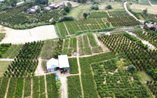 'Thủ phủ' quất cảnh miền Trung thắng lớn vụ tết