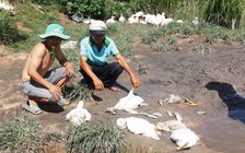 Cá, vịt chết bất thường, người dân lên UBND xã phản ánh