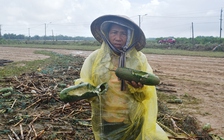 Rau củ hư hại mất trắng sau lũ, nông dân chỉ biết nhặt về cho bò ăn