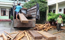 Tài xế chở gỗ lậu ‘bỏ của chạy lấy người’