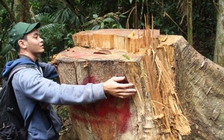 Nhiều cán bộ kiểm lâm nộp đơn xin nghỉ việc sau hàng loạt vụ phá rừng