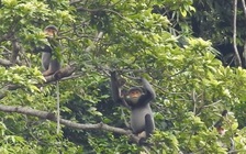 Quảng Nam trồng lại cây bản địa để bảo vệ voọc chà vá chân xám