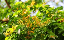 Ngẩn ngơ giữa sắc vàng hoa sưa xứ Quảng