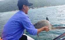 Thả rùa xanh thuộc nhóm nguy cấp mắc lưới ngư dân Cù Lao Chàm về biển