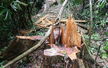 Hàng chục cây gỗ cổ thụ trong rừng phòng hộ ở Quảng Nam lại bị ‘xẻ thịt’