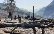 Chủ tịch Quảng Nam yêu cầu sớm khởi tố vụ cháy 32 ha rừng phòng hộ