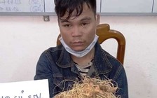 Quảng Nam: Bắt khẩn cấp nghi phạm trộm sâm Ngọc Linh