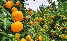 Quất cảnh nức tiếng miền Trung 'chôn chân' tại chỗ, nông dân lo 'mất Tết'