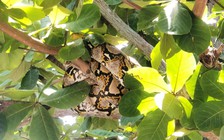 Trăn gấm quý hiếm có tên trong sách đỏ dài 4m cuộn mình trên cây bàng trong sân trường