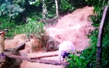 Cô giáo mầm non kể lại phút giây sinh tử khi cõng con vượt dòng lũ dữ