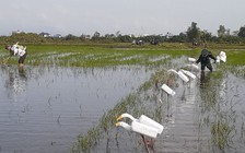 Quảng Bình: Tiêu hủy hàng ngàn bẫy cò trên đồng ruộng Thanh Trạch