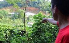 Trại lợn 1.200 con nằm ‘trên đầu’ Nhà máy nước sông Đà xả thải đi đâu?