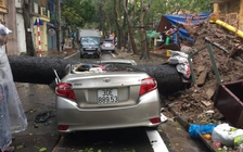 Xế hộp bị cây cổ thụ đè bẹp rúm trong cơn mưa giông lớn