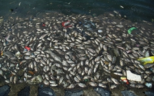 Hà Nội: Nắng nóng, cá chết nổi trắng hồ Yên Sở