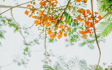 Kết thúc năm học giữa tháng 7: Mùa hoa phượng không còn là 'mùa chia tay'?