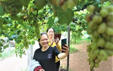 Về Bến Tre 'check- in' với vườn nho trĩu quả
