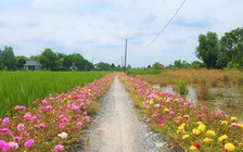 Ngất ngây với con đường hoa mười giờ tại TP.HCM