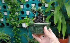 Từ trồng để chơi, ông bố 8X kiếm thêm thu nhập nhờ vườn bonsai mini