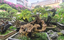 Vườn bonsai tiền tỉ giữa lòng TP.HCM của chàng trai 9X