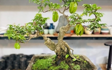 Cây khế 'hóa' bonsai thu về tiền triệu