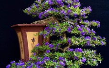 Kiếm được tiền triệu từ bonsai linh sam