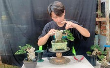 Gen Z kinh doanh bonsai: Có tháng doanh thu 100 triệu đồng