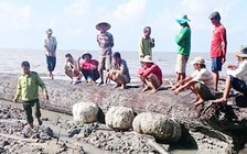 Nhiều người đến xem cây dầu 200 năm tuổi quý hiếm chôn ở cửa biển