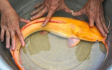 Bắt được cá trê vàng lạ mắt nặng hơn 2 kg