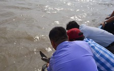 Thả một cá thể rùa biển quý hiếm về tự nhiên