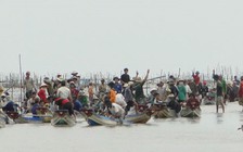 Hàng trăm người dân đổ xô đi cào nghêu giống