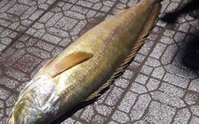 Bắt được cá đường quý hiếm sau hàng chục năm vắng bóng ở Cà Mau