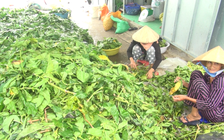 Bất thường chuyện đổ xô thu gom lá nhàu tươi ở Cà Mau