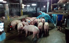 Cà Mau: Phát hiện heo bệnh lở mồm long móng ở lò mổ