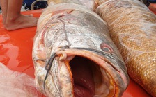 Chuyện rất hiếm ở Đất Mũi, cá sủ vàng 'khủng' xuất hiện sau 30 năm