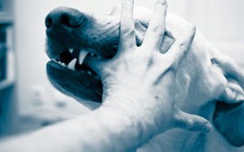 Cà Mau cần 15.000 liều vắc xin tiêm phòng bệnh dại