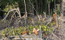 Yêu cầu xử lý nghiêm vụ rừng phòng hộ ở Cà Mau bị chặt phá