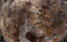 Cà Mau: Phát hiện vật thể 300 kg nghi là bom trong rừng U Minh